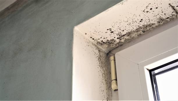 Best Residential Mold Inspection & Testing  in Pea Ridge, FL