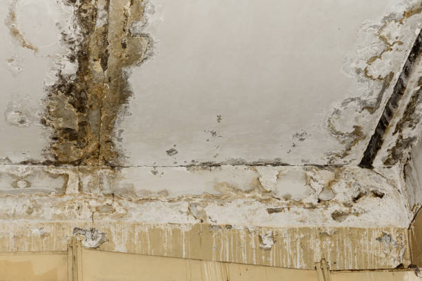 Best Commercial Mold Inspection  in Pea Ridge, FL