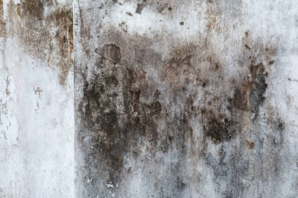 Best Indoor Air Quality Assessment  in Pea Ridge, FL