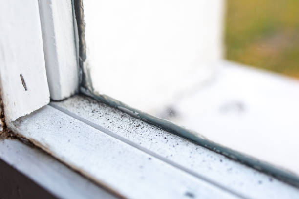 Best Asbestos and Lead Testing During Mold Inspection  in Pea Ridge, FL