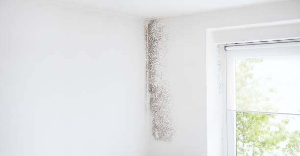 Best Air Quality Testing for Mold Spores  in Pea Ridge, FL