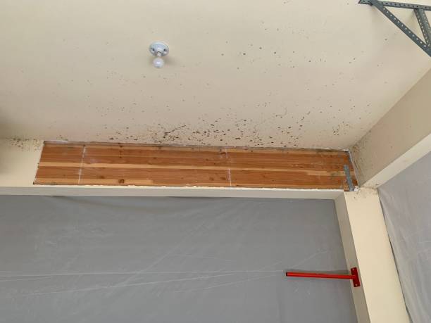 Best Black Mold Removal  in Pea Ridge, FL