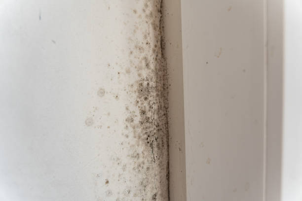 Asbestos and Lead Testing During Mold Inspection in Pea Ridge, FL