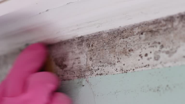 Best Mold Odor Removal Services  in Pea Ridge, FL